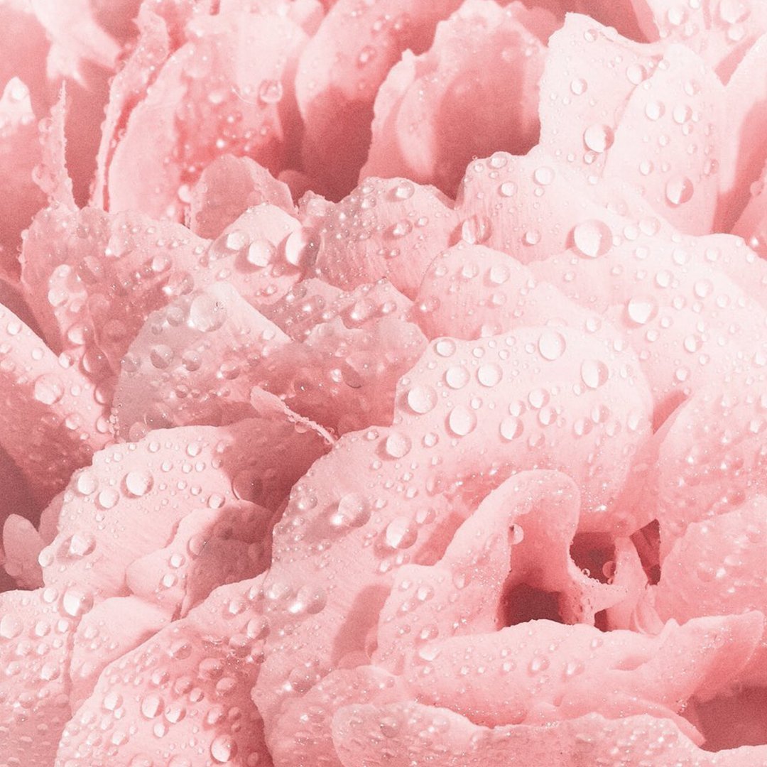 Dior Miss Dior EDT | My Perfume Shop